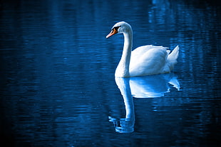 white swan, birds, blue, feathers, lake HD wallpaper