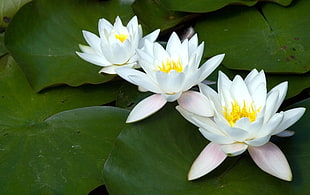 three white petaled flowers