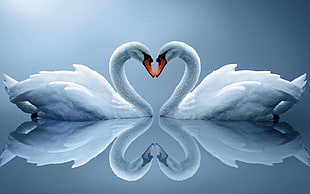 two white Swans facing each other HD wallpaper