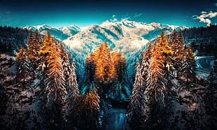 landscape photograph of forest with snow mountain