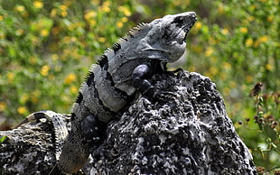 grey and black iguana on rock stone side during daytime