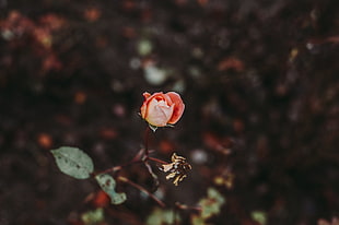 pink rose, Rose, Bud, Blur HD wallpaper