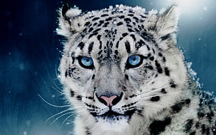 snow leopard, snow leopards, leopard (animal), animals, big cats