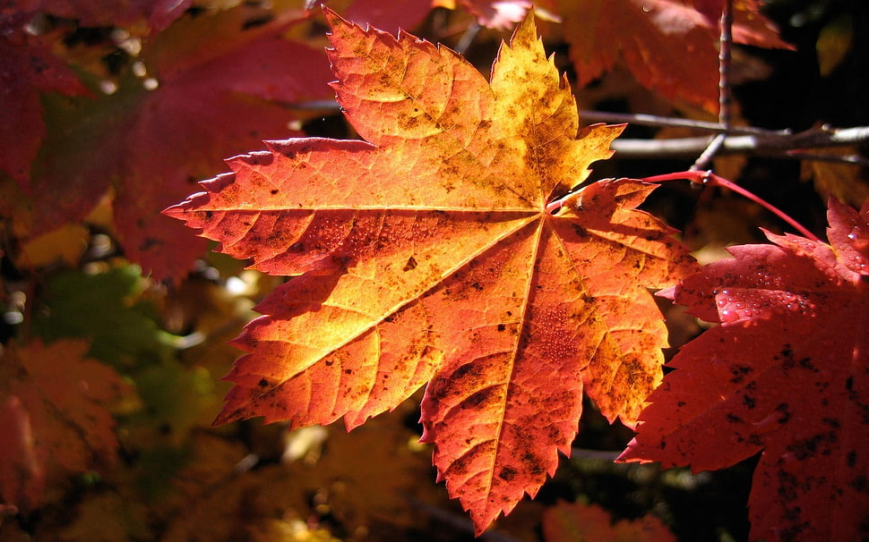 orange maple leaf HD wallpaper
