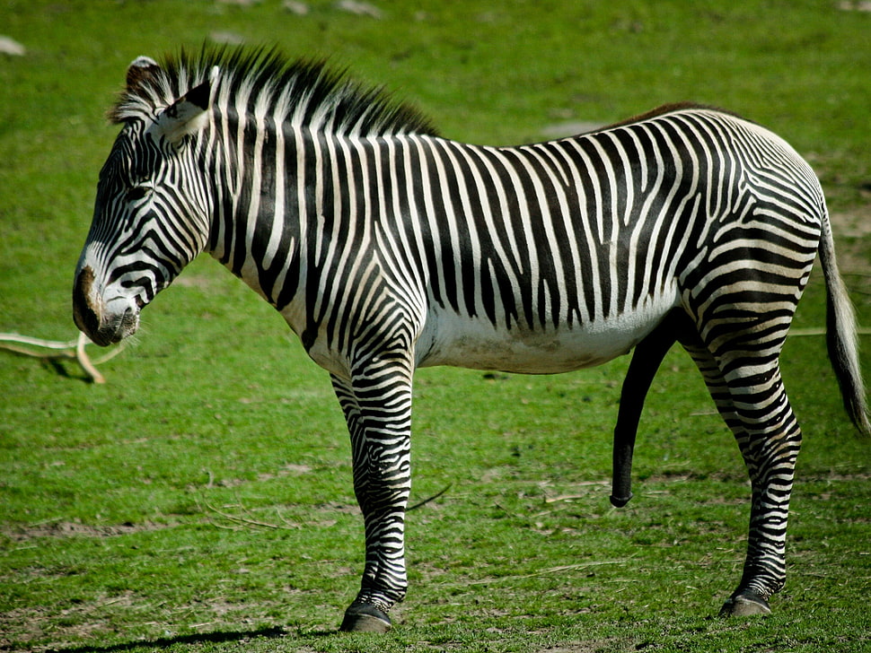 zebra standing on grass field HD wallpaper
