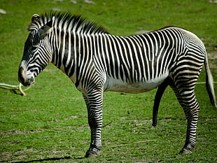 zebra standing on grass field HD wallpaper