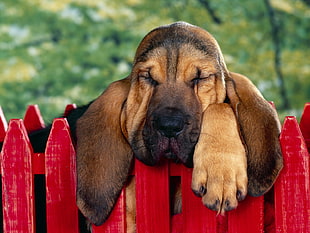 black and tan basset hound lying inside the red play fence at daytime