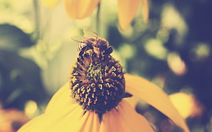 close up photography of bee on yellow petaled flower