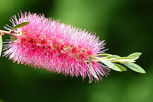 pink Bottle Brush flower