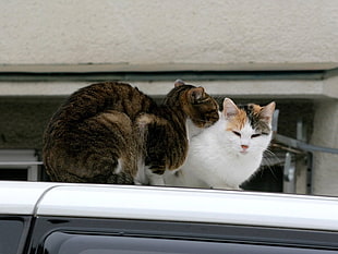 brown and white cats