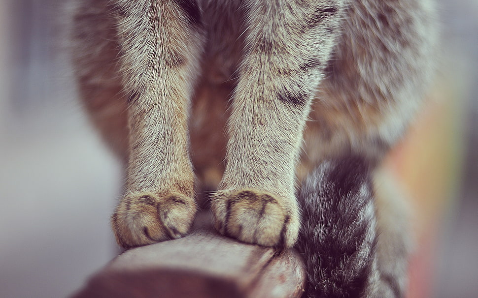 animal on plank HD wallpaper