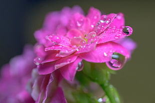 selective photo of pink petaled flower