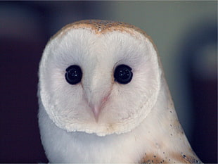 white Owl photo