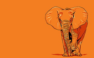elephant illustration, elephant