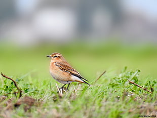 brown bird perching on grass during daytime, wheatear