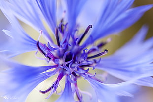 focus photo of purple flower