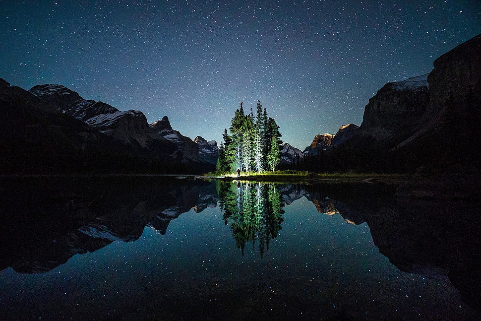 green leaf pine trees, night HD wallpaper