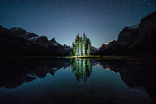green leaf pine trees, night