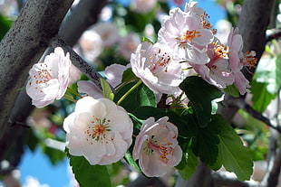 Apple Blossoms in bloom during daytime HD wallpaper