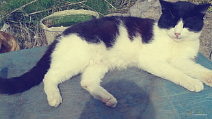 white and black short-fur cat, cat