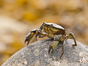 macro photography of brown crab on top of the rock