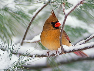brown and red bird, birds, animals, nature, feathers