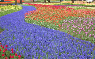 field of assorted-color petaled flowers
