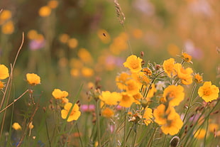 yellow flowers in focus photography