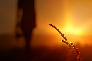 silhouette photo of plant and person against the sun HD wallpaper