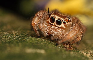 brown and beige jumping spider, animals, spider, macro HD wallpaper
