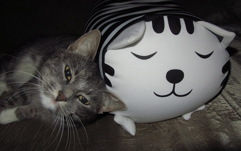 silver tabby cat lying beside cat pillow HD wallpaper