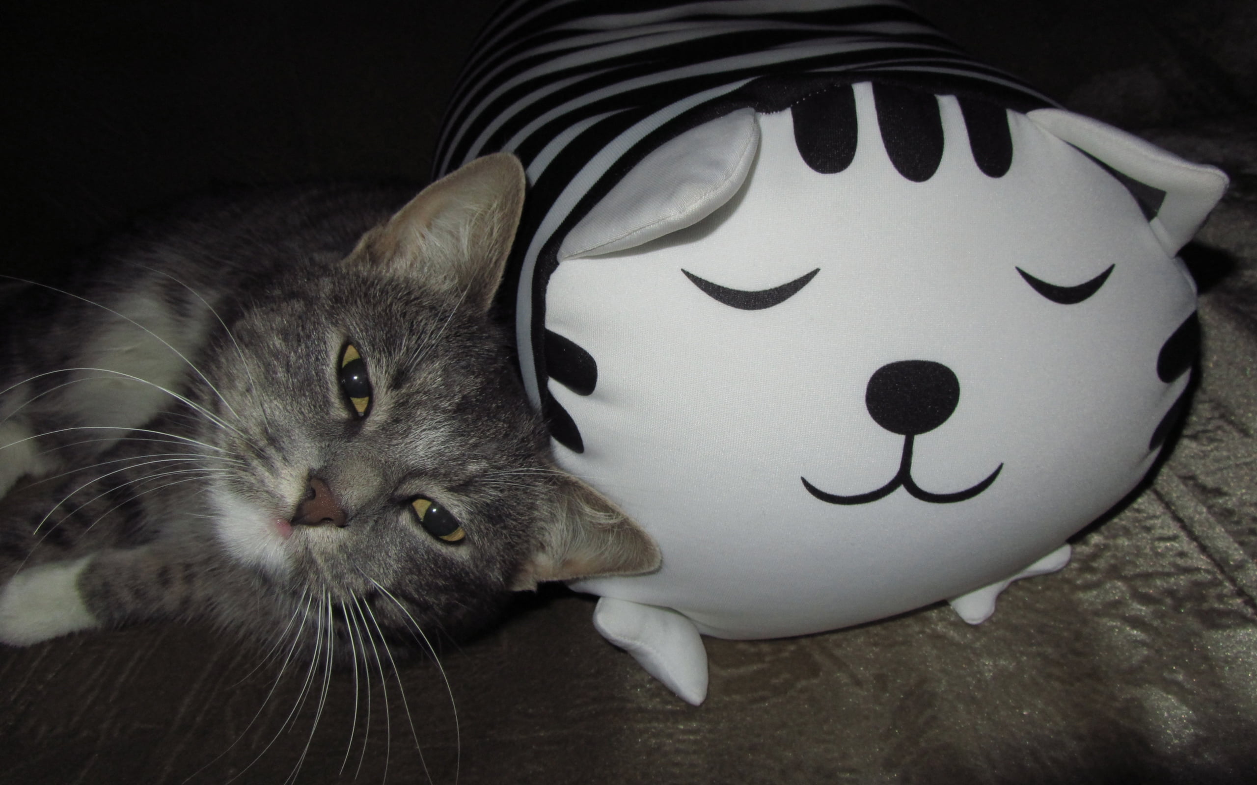 silver tabby cat lying beside cat pillow