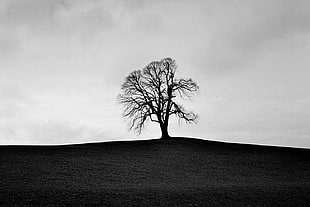 silhouette of leafless tree on top of hill under cloudy sky during daytime, ilford HD wallpaper
