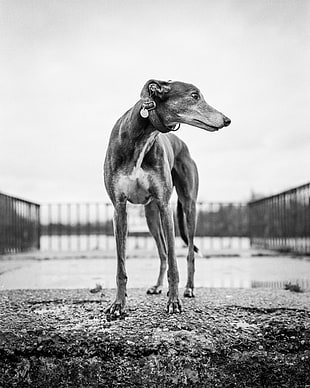 greyscale photography of a greyhound