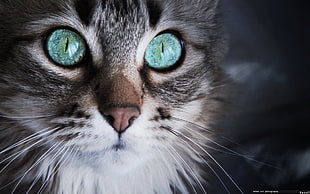 long-fur gray kitten, cat, blue eyes