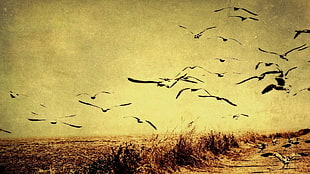 flack of birds flying HD wallpaper