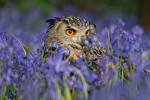selective focus photography of brown and black owl on purple bell flower field