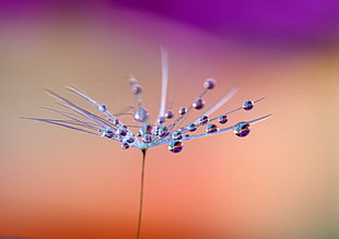 micro photography of dandelion seed HD wallpaper