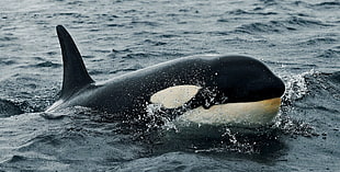 Orca swimming on water