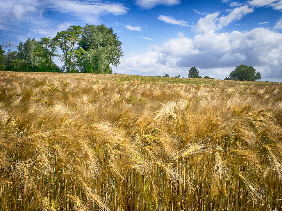 brown field at cloudy blue sky HD wallpaper