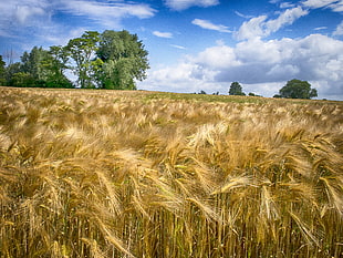 brown field at cloudy blue sky