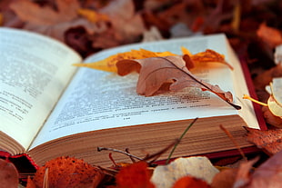 dried leaf on book page HD wallpaper