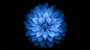 blue flower, flowers, black, simple background, simple HD wallpaper