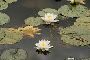 two white lotus flowers on body of water surrounded by lily pods