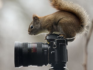brown squirrel perched on black DSLR camera