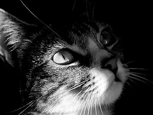 closeup grayscale photo of cat