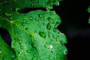 green plant with water droplets closeup photography HD wallpaper