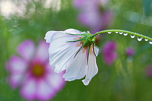 shift tilt lens of white flower