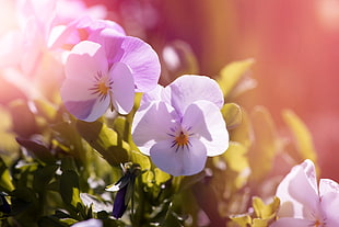 purple pansy flowers in closeup photography HD wallpaper