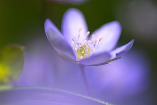 shallow focus photography of purple petaled flower